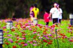 石獅峽谷旅游路“百日草”爭相斗艷